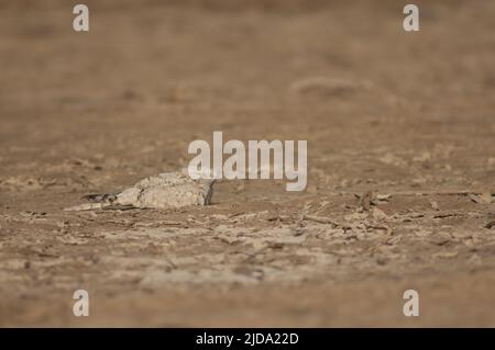 Nightjar egiziano Caprimulgus aegyptius saharae riposo. Parco Nazionale di Oiseaux du Djoudj. Saint-Louis. Senegal. Foto Stock
