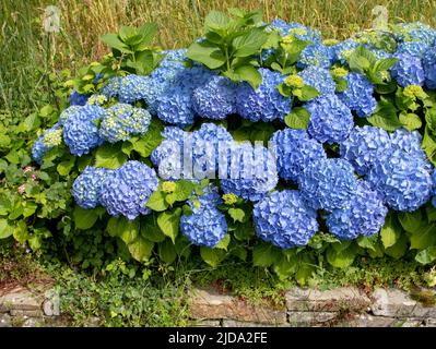 Fiori blu di hydrangea macrophylla nel giardino. Spettacolare pianta fiorita di hortensia. Foto Stock
