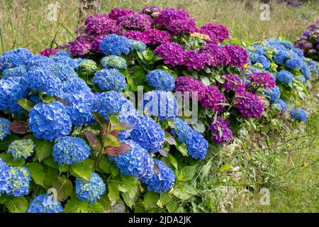 hortensia blu e viola fioritura arbusti siepe in giardino. Hydrangea macrophylla piante da fiore a Luarca, Asturias, Spagna. Foto Stock