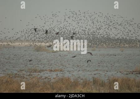 Gregge di anatre fischianti bianche, anatre fischianti fulvose, garganey e pinne settentrionali. Parco Nazionale di Oiseaux du Djoudj. Saint-Louis. Senegal. Foto Stock