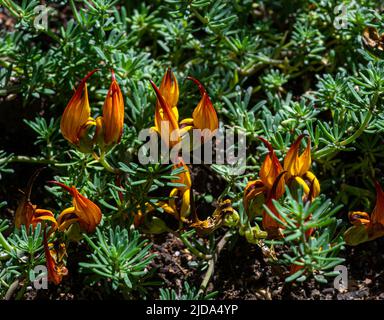 Il Picopaloma, il becco o la gemma di corallo del Parrot (Lotus berthelotii) è un'erba prostrata perenne endemica di Tenerife, Isole Canarie, Spagna. Foto Stock