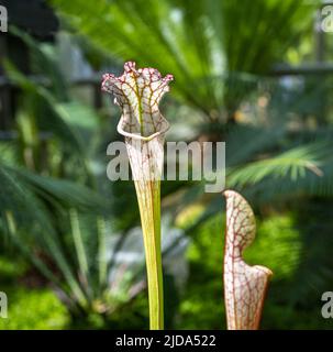 Pianta di caraffa con sommità bianca. Particolare di una pianta di Pitcher con sommità bianca (Sarracenia leucophylla), una pianta carnivora dagli Stati Uniti sud-orientali. Foto Stock