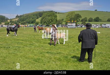 Agricoltori, visitatori e giudici alla fiera agricola annuale Aberystwyth and Ceredigion County Show, Aberystwyth, Galles, Regno Unito Foto Stock