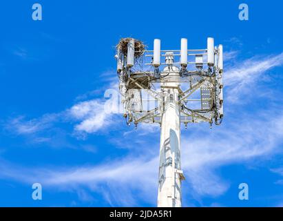 Il nido di Ospry costruito nella parte superiore di una torre del telefono delle cellule Foto Stock