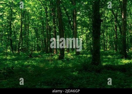 paesaggio in un bosco ombreggiato di thicket con dense sottobosco Foto Stock