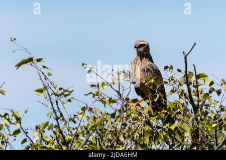 Il rapitore di Goshawk di Singing arroccato su albero in Namibia Foto Stock