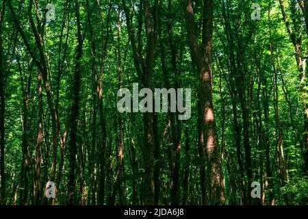 corone e tronchi di alberi alti in una fitta foresta di foglie Foto Stock