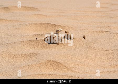 la punta della lucertola del deserto agama sbucca da dietro una duna tra la sabbia Foto Stock