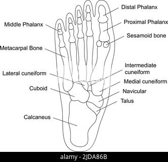 Anatomia delle ossa del piede umano con descrizioni. Struttura delle parti del piede. Illustrazione di organi interni umani. Illustrazione Vettoriale