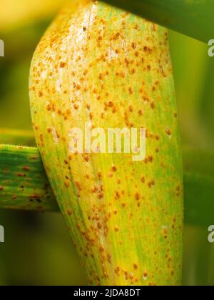 Pustole e spore d'arancia di allio ruggine, Puccinia porri (P. allii) sulle foglie d'aglio 'Edenrose' Foto Stock