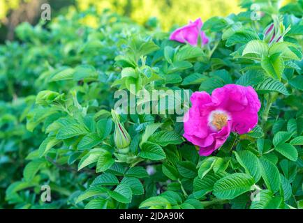 Fiore viola di rosa canina o rosa contro il verde fogliame. Foto Stock