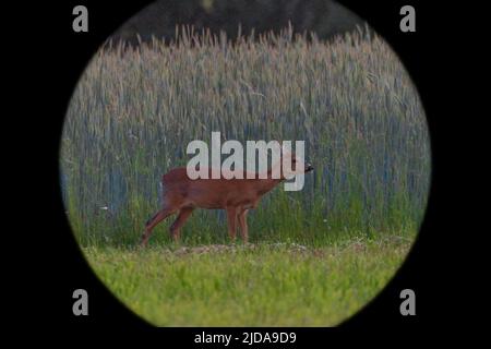 Capriolo femmina sul verde prato primaverile vicino alla foresta scura Foto Stock