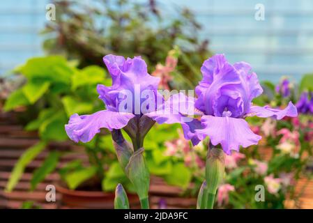 Due fiori lilla iris sbocciano nel giardino estivo. Foto Stock
