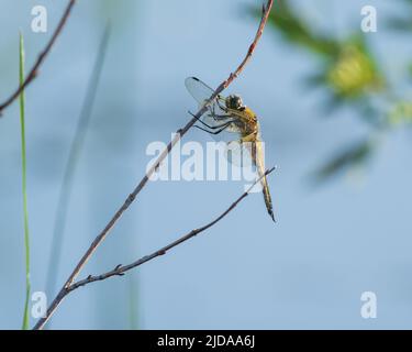 Four Spoted Skimmer Dragonfly in Alaska Foto Stock