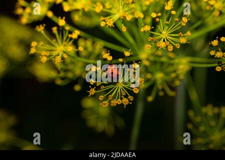 Lady bug catturato strisciare su una pianta di spezie. Foto Stock