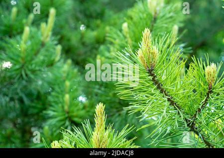 Germogli e germogli verdi e luminosi su un albero di pino. Ramo di abete rosso con germogli freschi. Pino verde Evergreen. Foto Stock