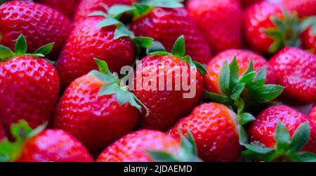 Primo piano di un gran numero di fragole. Sfondo naturale. Foto Stock