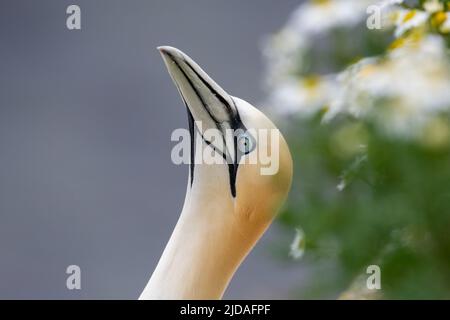 Primo piano di Gannet (Morus Bassanus) con collo e testa. L'uccello si inclina indietro e guarda al cielo, un segno al suo compagno che intende volare. REGNO UNITO Foto Stock