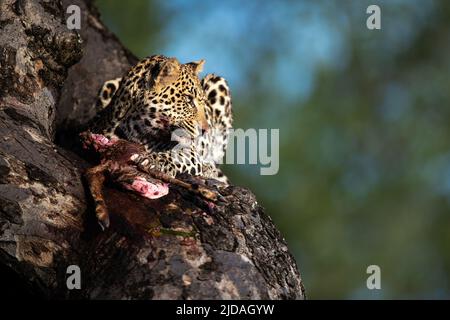 Un leopardo, Panthera partus, si siede in un albero con la sua uccisione e guarda fuori dalla cornice Foto Stock