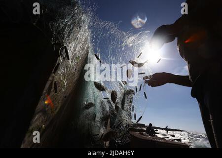 Alessandria, Egitto. 19th giugno 2022. Un pescatore prende il pesce da una rete dopo la pesca in mare al largo di Alessandria, Egitto, il 19 giugno 2022. Credit: Nantong/Nantong/Nantong Live News Foto Stock