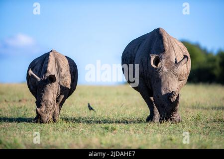 Due rinoceronti bianchi, Ceratotherium, un adulto e pascoli di vitello Foto Stock
