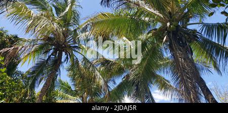 Albero di cocco, Laranjeiras, Sergipe, Brasile Foto Stock