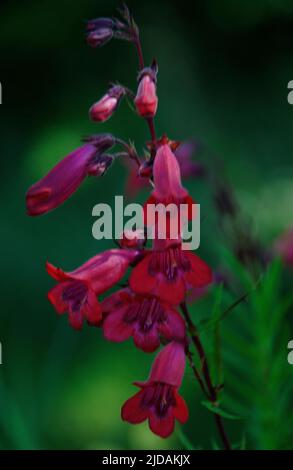 Pentestemon 'Garnett' una perennia completamente dura ha grandi grappoli di piccoli fiori a forma di campana rosso-cerise tenuti su steli di bire scuro sopra foli semi-sempreverdi Foto Stock