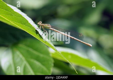Damselfly a zampe bianche, Blaue Federlibelle, Pennipatte bleuâtre, Platycnemis Pennipes, széleslábú szitakötő, Budapest, Ungheria, Magyarország, Europa Foto Stock