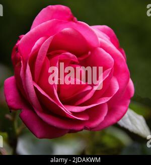 Rosa Rosa Perpetue è una rosa che si arrampica in fiore. Grandi fiori di forma globulare, di colore rosa chiaro sono prodotti ripetutamente in tutto il su Foto Stock