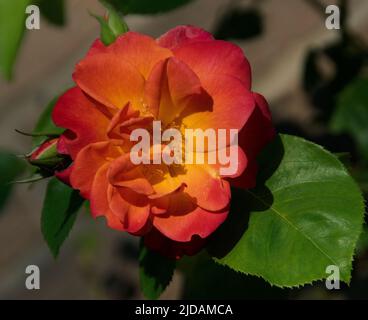 Rosa "Caloroso benvenuto" Foto Stock