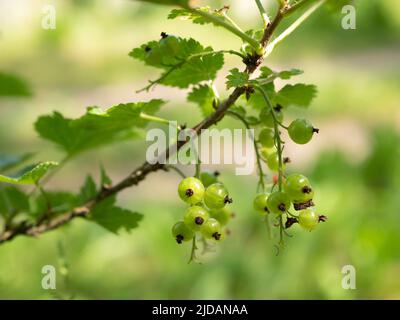 Bacche di ribes verde non mature all'inizio dell'estate. Ramo di ribes rosso, fuoco selettivo Foto Stock