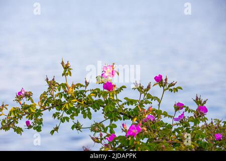 Wild Rose Bush contro l'acqua increspata che riflette un cielo chiazzato lungo il lungomare Steveston nella British Columbia Canada Foto Stock