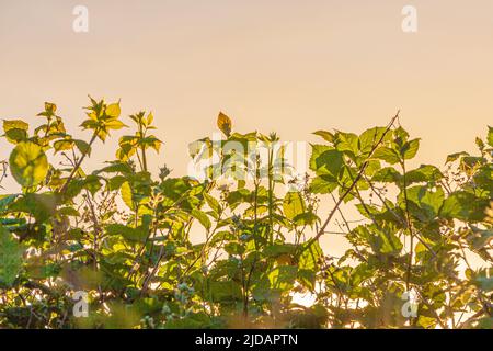 BlackBerry lascia la retroilluminazione dal tramonto del sole estivo a Steveston British Columbia Canada Foto Stock