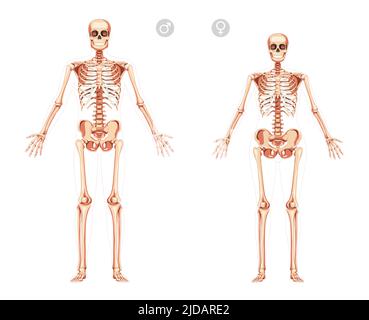 Set di donne e uomini Skeleton corpo umano con le mani aperte posizionare le ossa di maschio, femmina. Lady and Gentlemen vista frontale. 3D realistico concetto di ragazza piatta e ragazzo illustrazione vettoriale di anatomia isolata Illustrazione Vettoriale