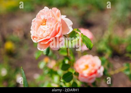 Rosa Abraham Darby fiore nel giardino estivo da lavanda. Inglese Austin selezione rose fiori. Architettura paesaggistica Foto Stock