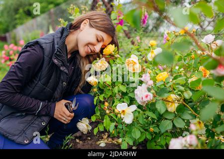 Il giovane giardiniere felice gode fiori di rose in fiore nel giardino estivo. La donna puzza inglese Graham Thomas rosa gialla che tiene potatrice per tagliare i gambi Foto Stock