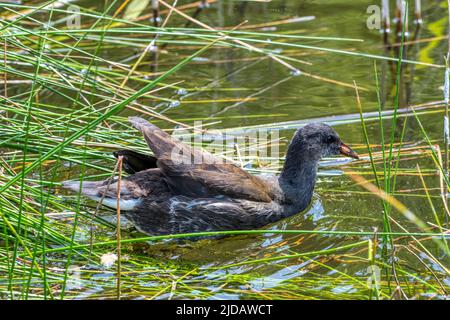 Gallinula chloropus, su uno stagno a RSPB Titchwell Marsh. Foto Stock