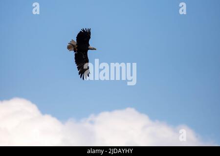 Aquila calva (Haliaeetus leucocephalus) che vola mentre trasporta un pesce con spazio di copia, orizzontale Foto Stock