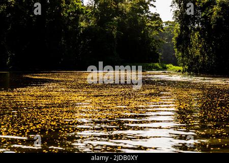 Le foglie d'oro galleggiano nell'area fluviale del Parco Nazionale del Tortuguero in costa Rica e sono disposte sull'acqua come un tappeto. Foto Stock