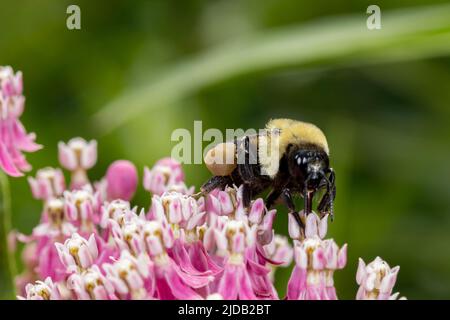 Primo piano di cestino di polline o sacco di Bumble Eastern Bee su palude munghed Wildflower. Impollinazione, insetto e conservazione della natura, e flusso di cortile Foto Stock