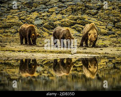 Orso madre e due cuccioli, orsi bruni costieri (Ursus arctos horribilis) che scavano vongole lungo la costa rocciosa con la bassa marea nel Geographic Harbor Foto Stock