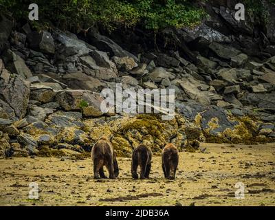 Orsi bruni costieri (Ursus arctos horribilis) camminando lungo la costa rocciosa con la bassa marea nel Geographic Harbor Foto Stock