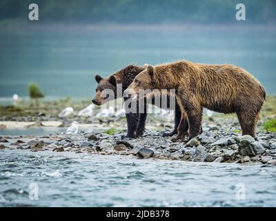 Orsi bruni costieri (Ursus arctos horribilis) in piedi sul bordo dell'acqua con la bassa marea, a caccia di salmone nel Geographic Harbor Foto Stock