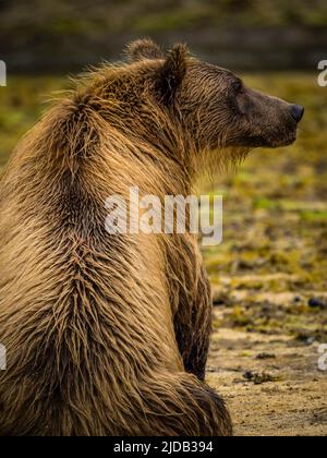 Vista da dietro di un orso bruno costiero (Ursus arctos horribilis) seduto sulla spiaggia a pescare il salmone nella baia di Kinak Foto Stock