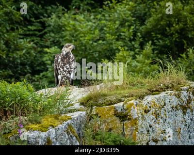 Ritratto dell'aquila calva immatura (Haliaeetus leucocephalus) arroccata sulla cima di un masso nella baia di Kinak Foto Stock