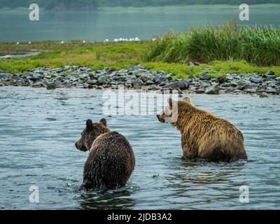 Vista da dietro gli orsi bruni costieri (Ursus arctos horribilis) camminando in acqua lungo la costa rocciosa con la bassa marea, pescando il salmone in GeoGeo... Foto Stock