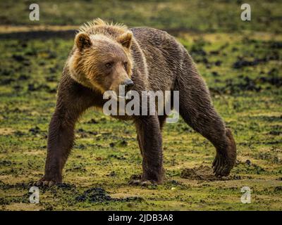 Ritratto di un giovane orso bruno costiero (Ursus arctos horribilis) che cammina sulla spiaggia pascolando con la bassa marea nel Geographic Harbor Foto Stock