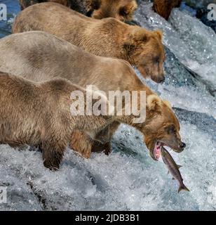 Primo piano di orsi bruni con cuccioli (Ursus arctos horribilis) in piedi nel fiume su una rapida sporgenza a Brook Falls, cattura di salmone con la loro bocca... Foto Stock