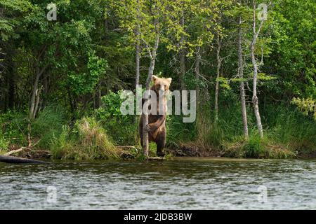 Orso bruno (Ursus arctos horribilis) in piedi sulla riva accanto a un albero che guarda la macchina fotografica di Brooks Falls Foto Stock