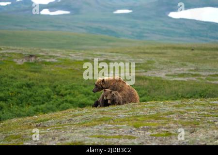 Orso bruno (Ursus arctos horribilis) seduto sulla collina con i suoi due cuccioli; Katmai National Park and Preserve, Alaska, Stati Uniti d'America Foto Stock